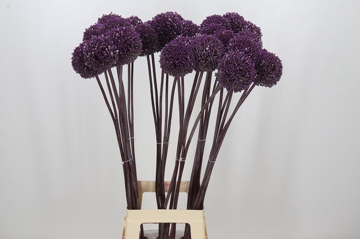 <h4>Allium Summer Drummer</h4>