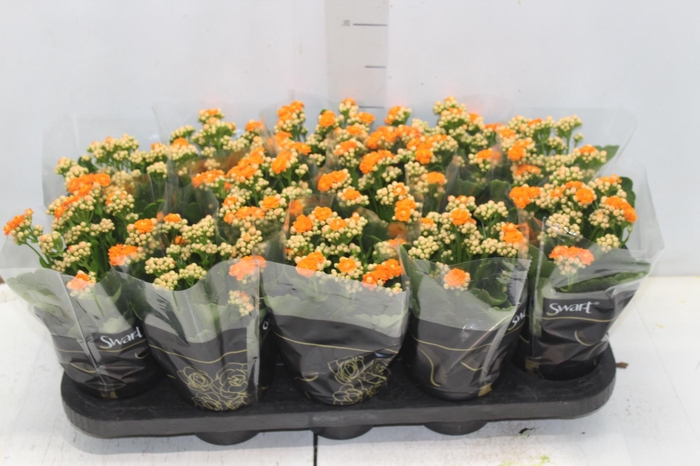 <h4>KALANCHOE DOBRADO P11 LARANJA</h4>