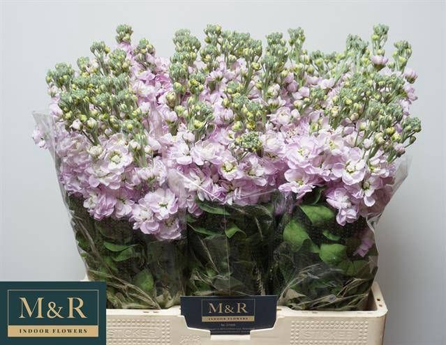 <h4>MATTH MATHILDA PINK</h4>
