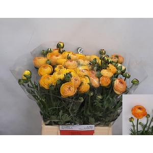 RAN AAZUR ORANGE STR