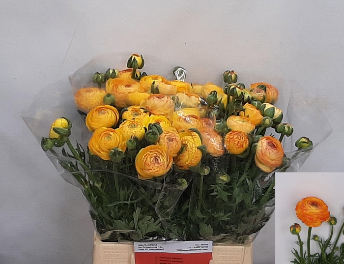 <h4>RAN AAZUR ORANGE STR</h4>