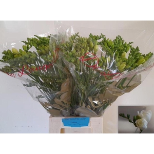 Freesia do essence