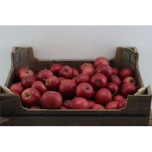 Sier Appels Red Ex 5kg P Wdn Box
