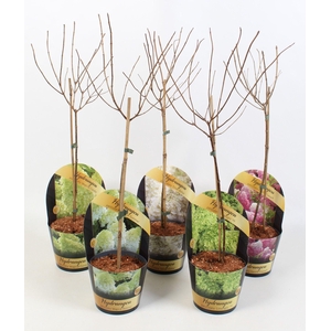 Hydrangea Paniculata op stam 'Mix' 17cm in potcover 'Classic- line'