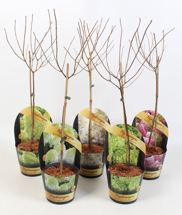 <h4>Hydrangea Paniculata op stam 'Mix' 17cm in potcover 'Classic- line'</h4>