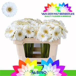 Ge Mi Albino