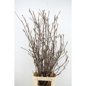 MAGNOLIA GRANDIFLORA X12