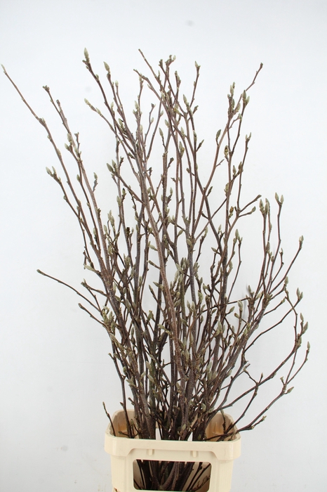 <h4>MAGNOLIA GRANDIFLORA X12</h4>