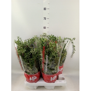 Aeschynanthus  'Twister'