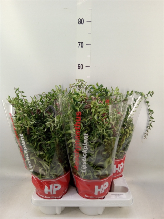<h4>Aeschynanthus  'Twister'</h4>