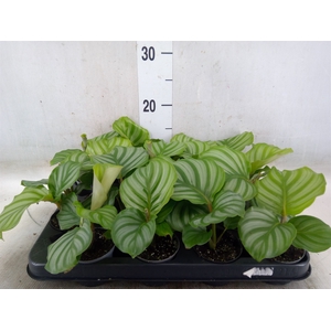 Calathea orbifolia