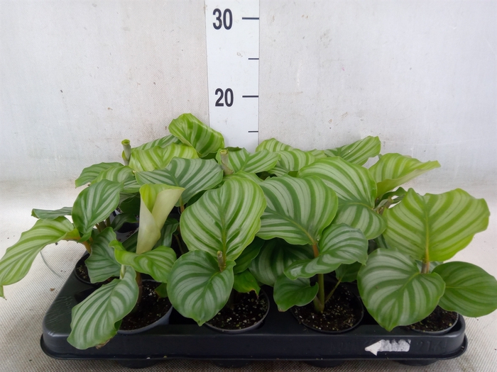 <h4>Calathea orbifolia</h4>