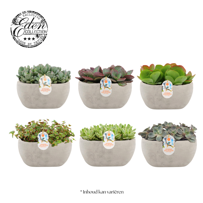 <h4>Summer Collection mixtray 25cm</h4>