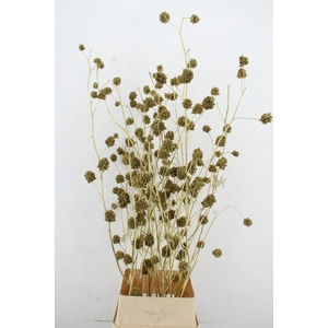 Glycyrrhiza Antiq.Gold Glitter