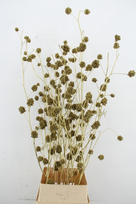 <h4>Glycyrrhiza Antiq.Gold Glitter</h4>