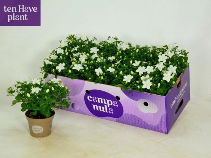 <h4>CAMP IS ATLANT WHITE</h4>