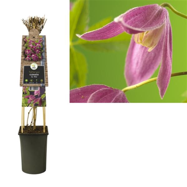 <h4>Clematis alp. 'Ruby' +3.0 label</h4>