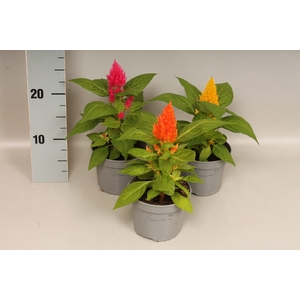 Celosia Mix