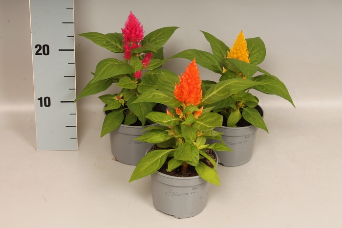 <h4>Celosia Mix</h4>