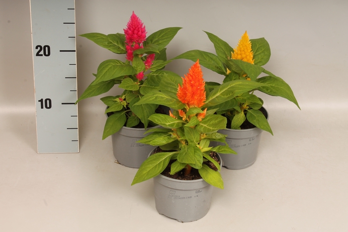 <h4>Celosia Mix</h4>