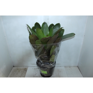 BROMELIA IMPERIAL P27 VERDE/VERMELHO