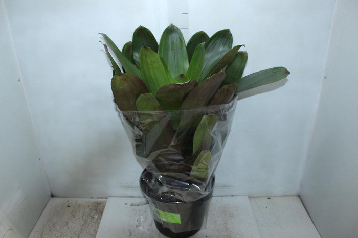 BROMELIA IMPERIAL P27 VERDE/VERMELHO
