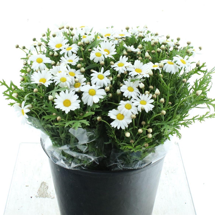 <h4>Margriet P Stem</h4>