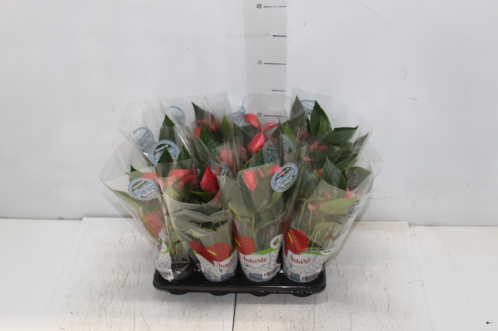 <h4>ANTHURIUM TRILLIONS RED P06</h4>