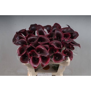 Calla Cantor