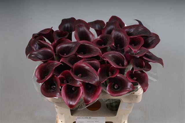 <h4>Calla Cantor</h4>