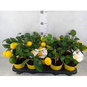 Citrus meyeri 'Meyer'