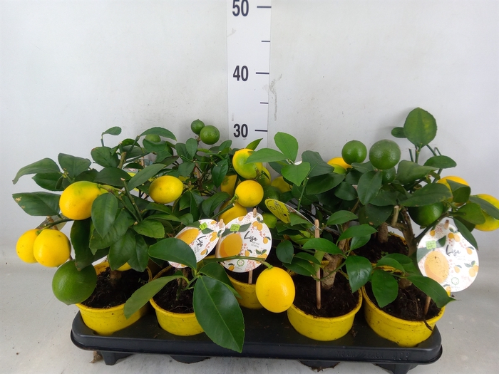 <h4>Citrus meyeri 'Meyer'</h4>