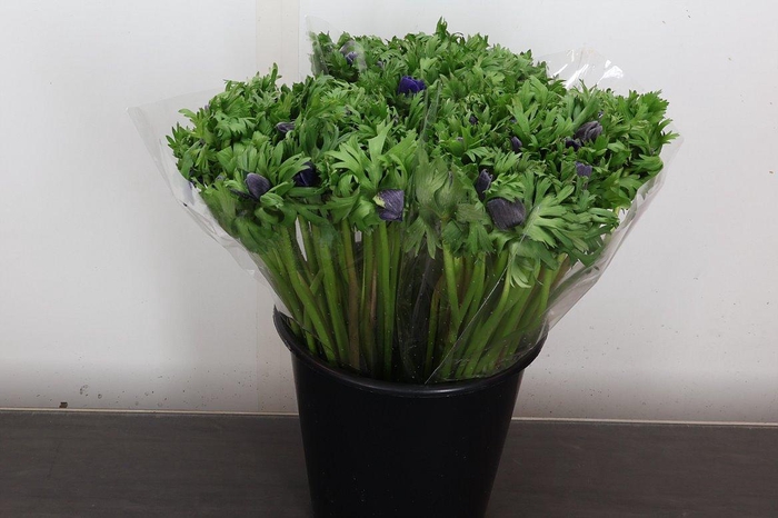 <h4>Anem It Blue</h4>