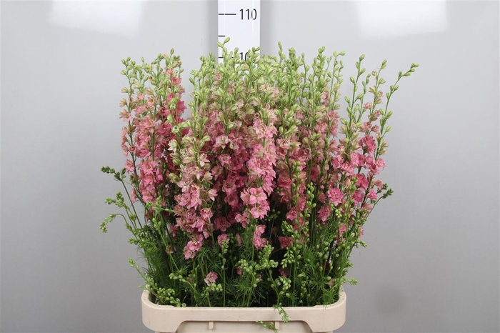 <h4>Cons R Q Rose</h4>