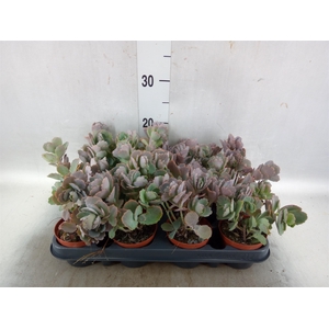 Kalanchoe NF   ...