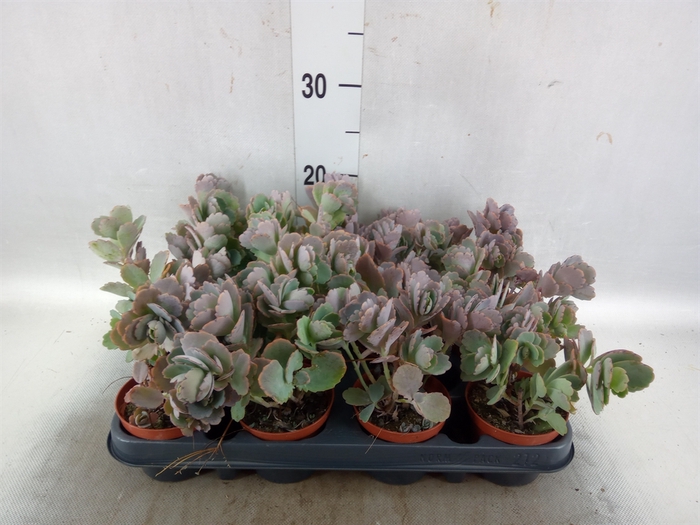 <h4>Kalanchoe NF   ...</h4>