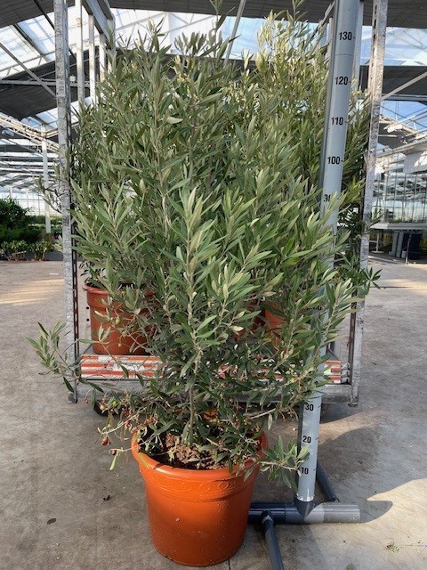 OLEA EUROPAEA