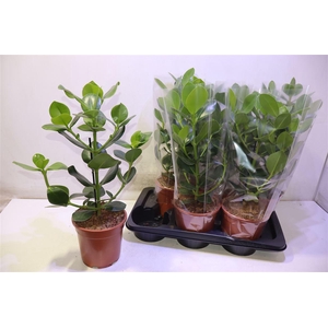 arr8 Clu Ro Princess