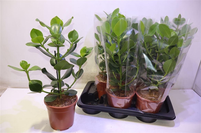 <h4>arr8 Clu Ro Princess</h4>