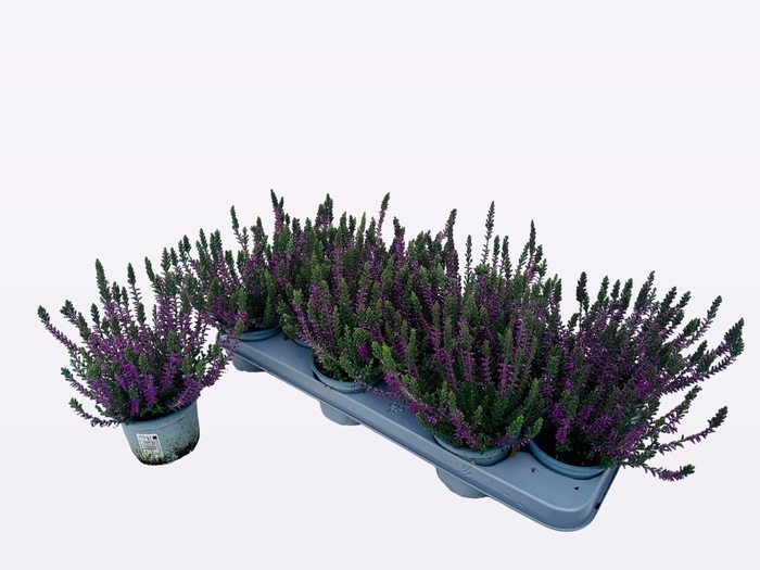 <h4>CALLU WIBOS GEM</h4>