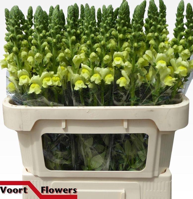 <h4>ANTIR NANTES YELLOW</h4>