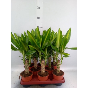 Dracaena frag. 'Mass Coast'