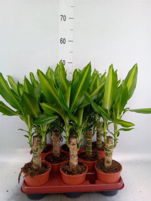 <h4>Dracaena frag. 'Mass Coast'</h4>