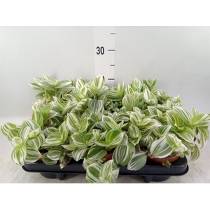 Tradescantia   ...