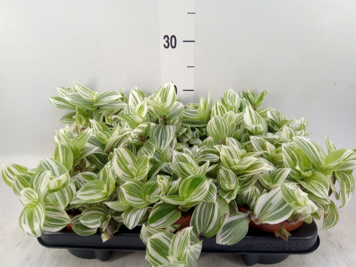 Tradescantia   ...