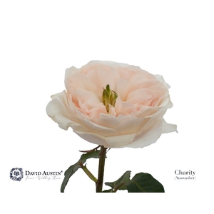 Rosa David Austin Charity