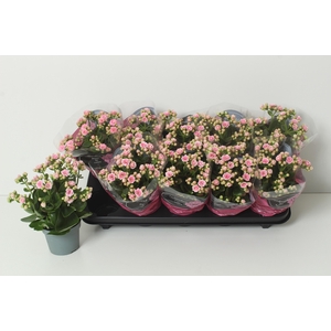 KAL GE PERFECTA PINK