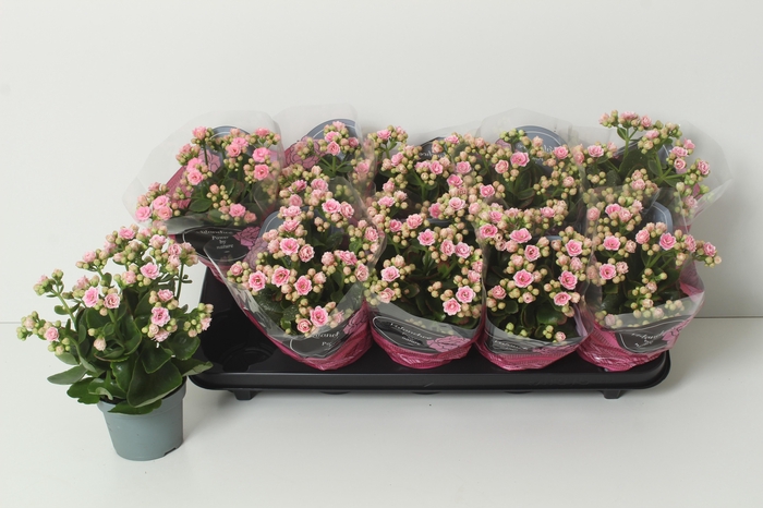 <h4>KAL GE PERFECTA PINK</h4>