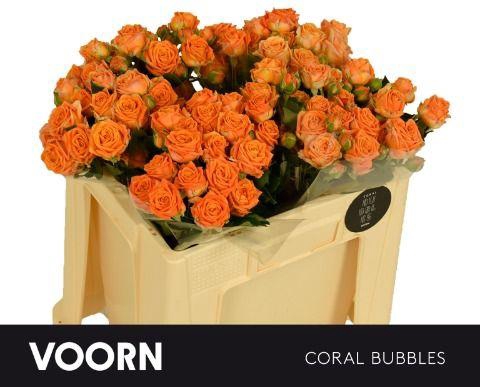 <h4>Rosa TR 'Coral Bubbles' VOORN</h4>
