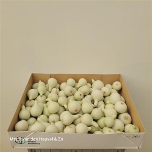 Sier Cucumis Kalabas Mini White X100